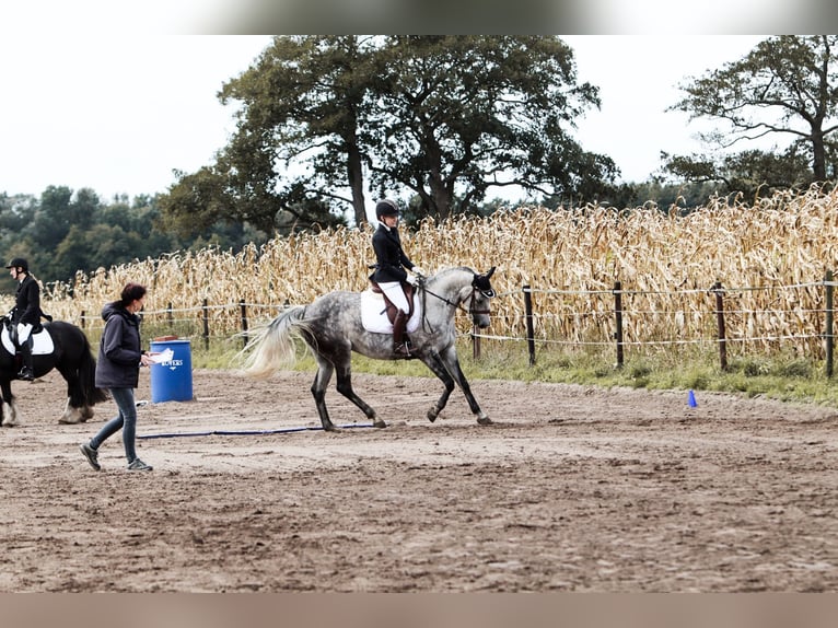 Hannover Giumenta 8 Anni Grigio pezzato in Wardenburg