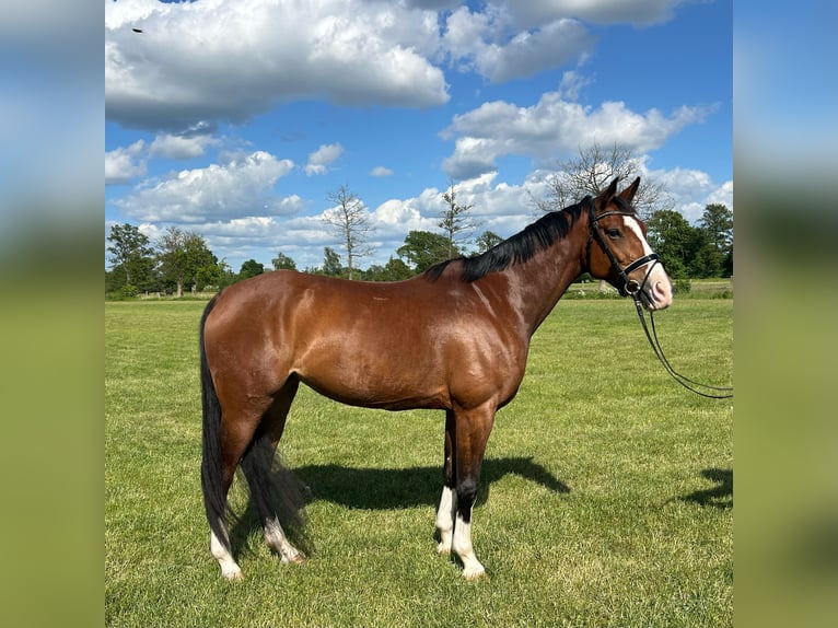 Hannover Giumenta 9 Anni 156 cm Baio in Hamburg Kirchwerder