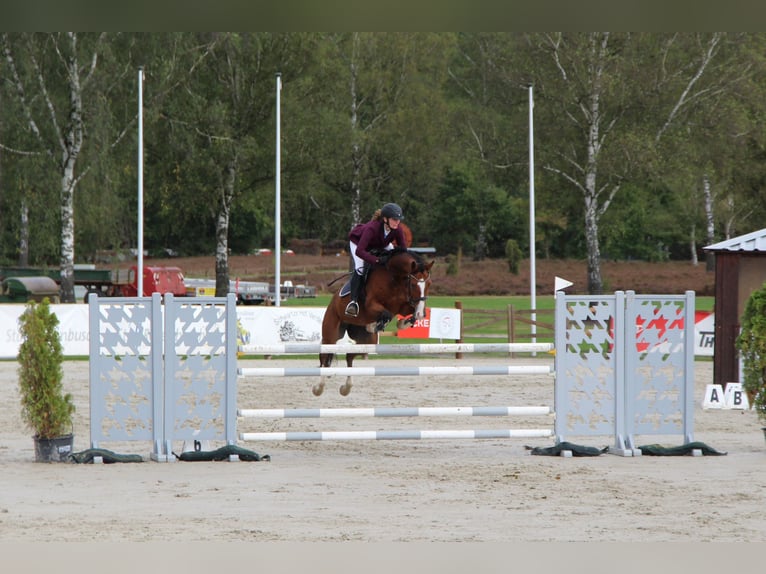 Hannover Giumenta 9 Anni 156 cm Baio in Hamburg Kirchwerder