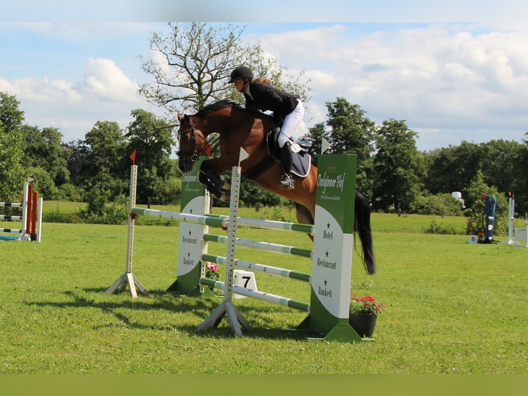 Hannover Giumenta 9 Anni 156 cm Baio in Hamburg Kirchwerder