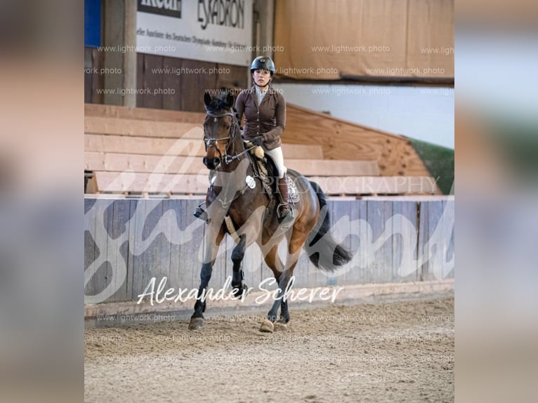 Hannover Giumenta 9 Anni 160 cm in Herford
