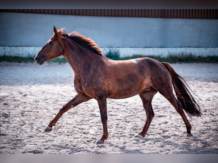 Hannover Giumenta 9 Anni 160 cm Sauro scuro in Bad Vilbel