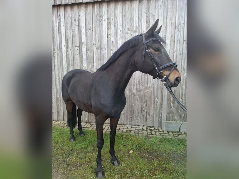 Hannover Giumenta 9 Anni 161 cm Baio scuro in Marklohe