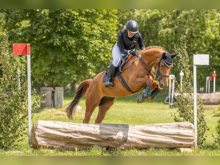 Hannover Giumenta 9 Anni 161 cm Sauro in Krummhörn