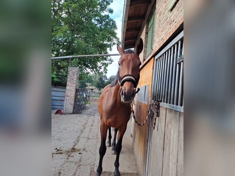 Hannover Giumenta 9 Anni 162 cm Baio in Berlin