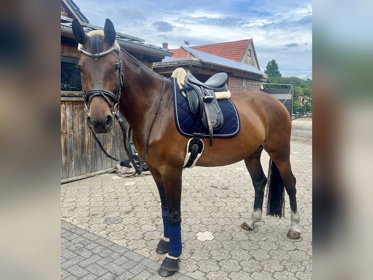 Hannover Giumenta 9 Anni 163 cm Baio in Ibbenbüren