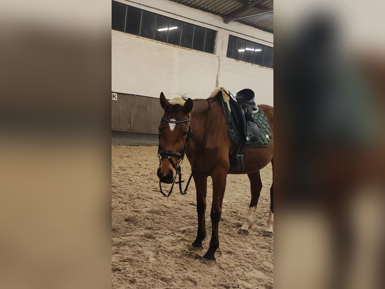 Hannover Giumenta 9 Anni 163 cm Baio in Cremlingen