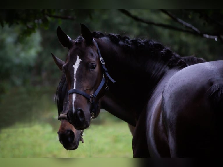 Hannover Giumenta 9 Anni 163 cm Baio nero in Barver