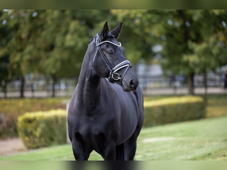 Hannover Giumenta 9 Anni 163 cm Morello in Egtved