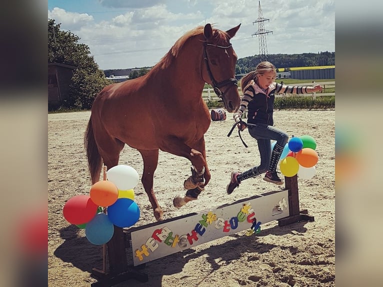 Hannover Giumenta 9 Anni 163 cm Sauro in Hünfelden