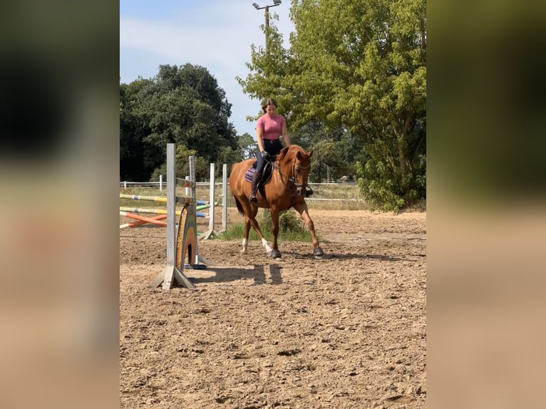 Hannover Giumenta 9 Anni 163 cm Sauro in Stahnsdorf