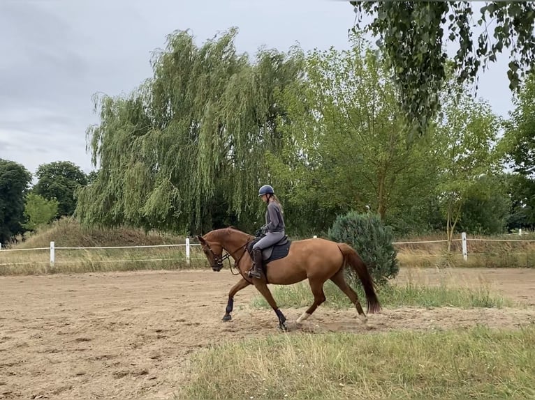Hannover Giumenta 9 Anni 163 cm Sauro in Stahnsdorf