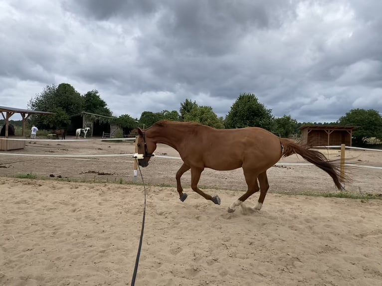 Hannover Giumenta 9 Anni 163 cm Sauro in Stahnsdorf