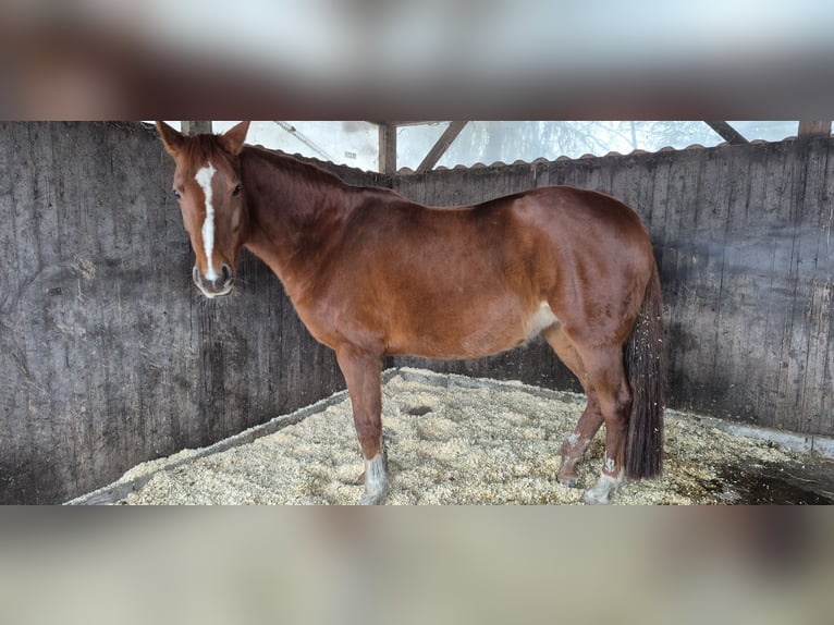 Hannover Giumenta 9 Anni 163 cm Sauro in Wiefelstede