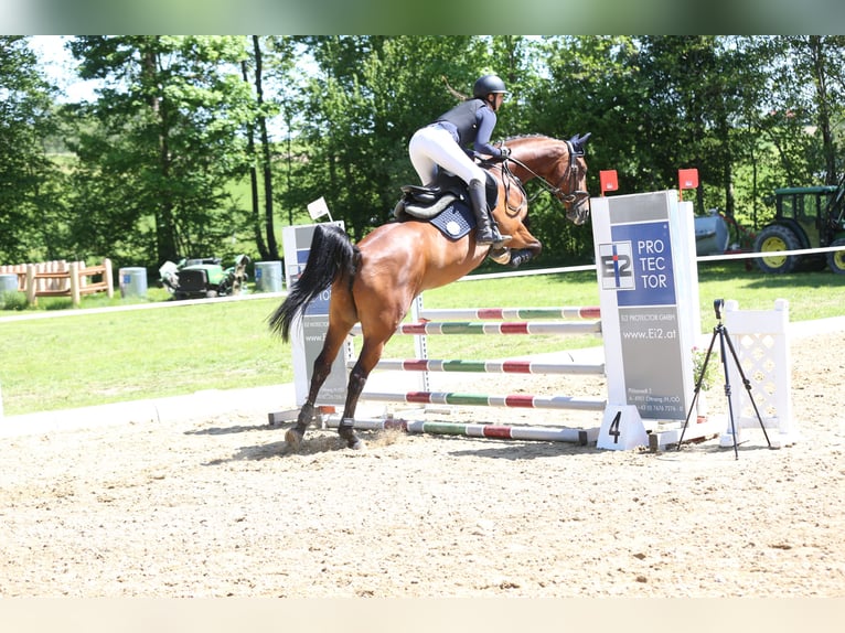 Hannover Giumenta 9 Anni 164 cm Baio in Kirchberg