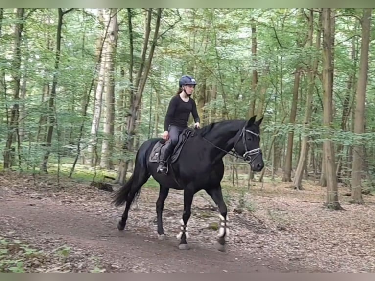 Hannover Giumenta 9 Anni 164 cm Morello in Braunschweig