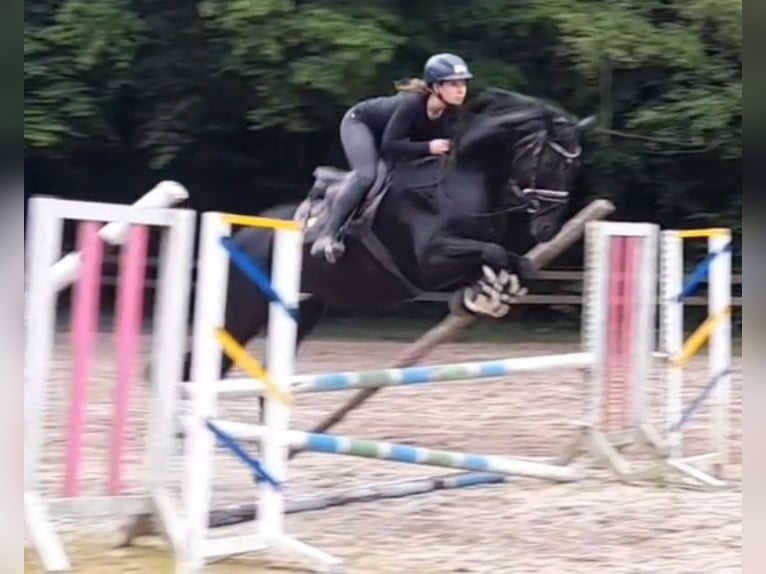 Hannover Giumenta 9 Anni 164 cm Morello in Braunschweig