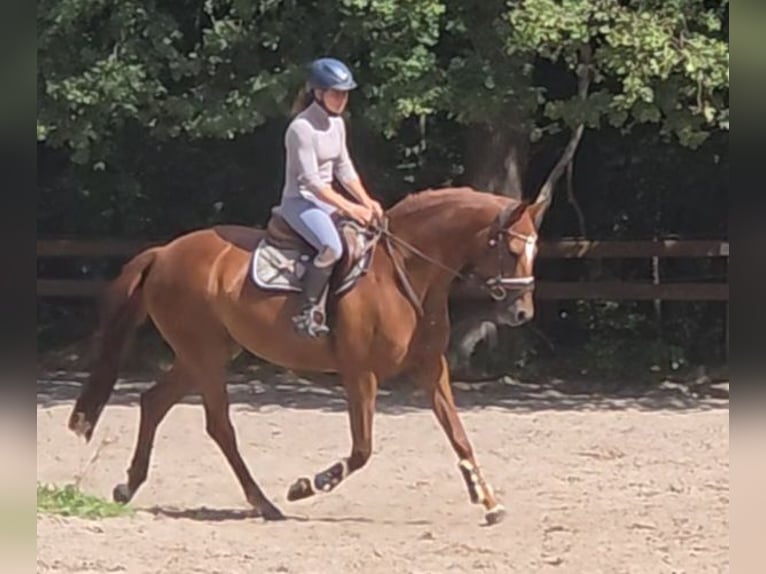 Hannover Giumenta 9 Anni 164 cm Sauro in Braunschweig