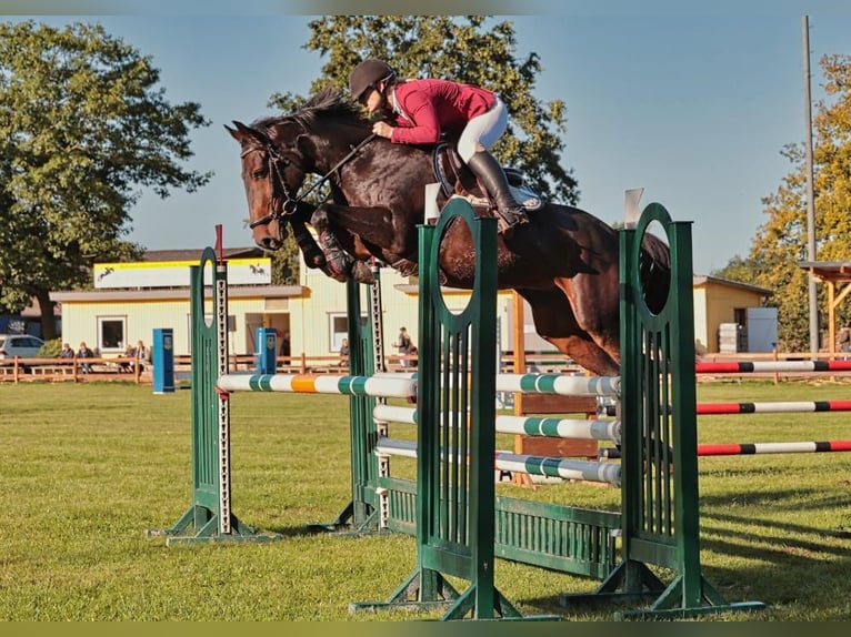 Hannover Giumenta 9 Anni 165 cm Baio in Frankfurt am Main