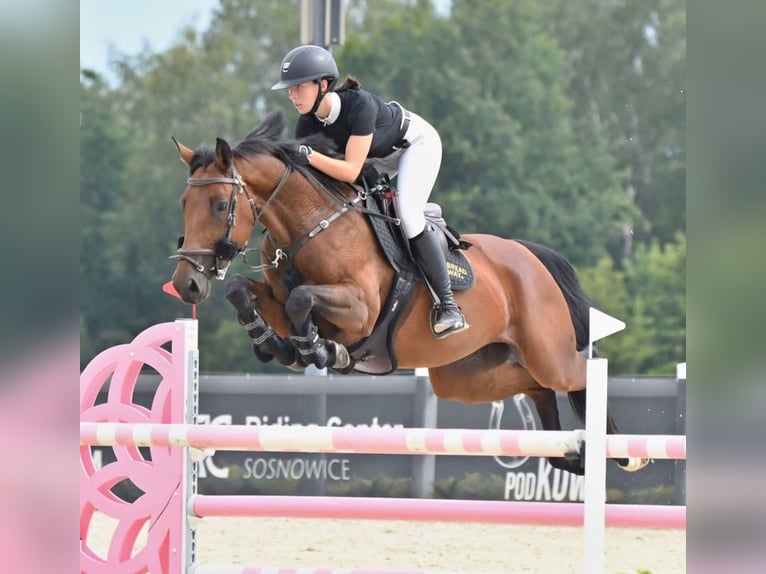 Hannover Giumenta 9 Anni 165 cm Baio in Ostrava