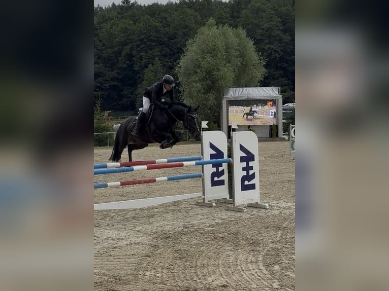Hannover Giumenta 9 Anni 165 cm Baio scuro in Sulzheim