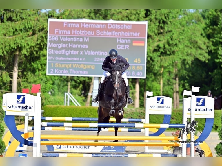 Hannover Giumenta 9 Anni 165 cm Baio scuro in Sulzheim