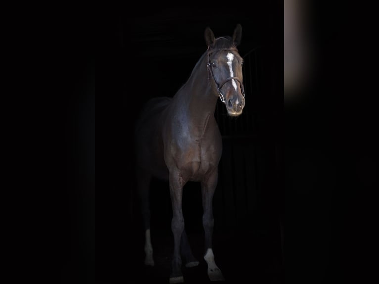 Hannover Giumenta 9 Anni 165 cm Baio scuro in Sulzheim