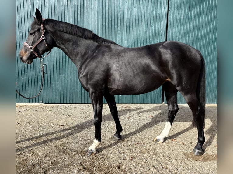 Hannover Giumenta 9 Anni 165 cm Baio scuro in Sulzheim