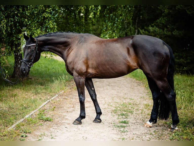 Hannover Giumenta 9 Anni 165 cm Morello in Zaręby