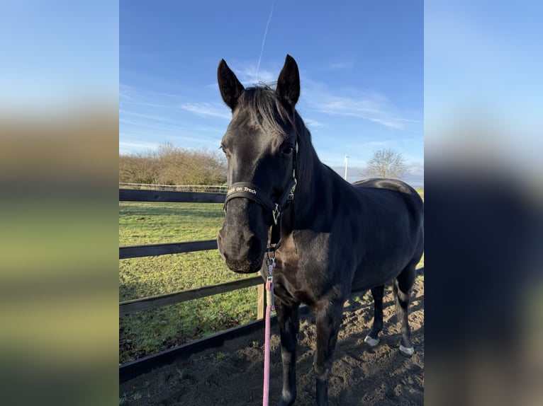 Hannover Giumenta 9 Anni 165 cm Morello in Salzgitter HohenrodeSalzgitter