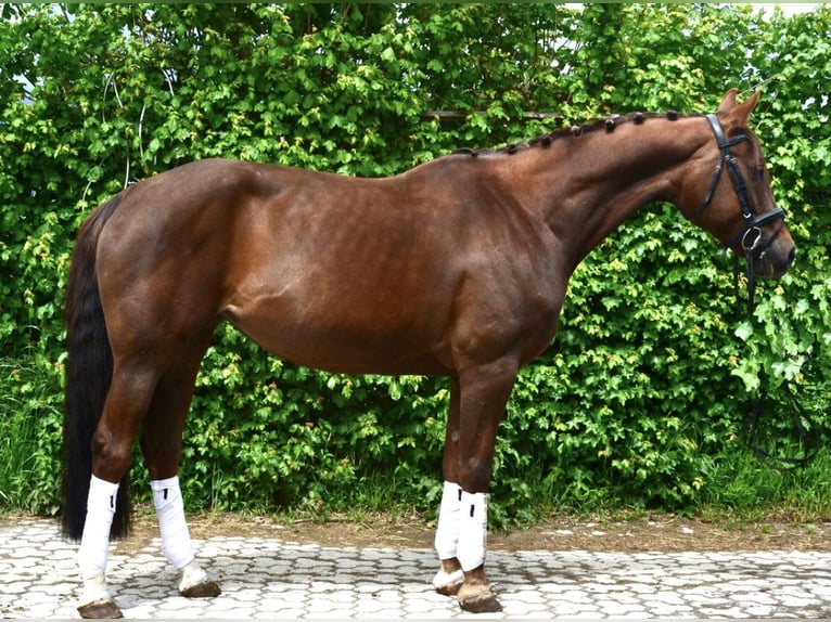 Hannover Giumenta 9 Anni 165 cm Sauro scuro in Würzburg