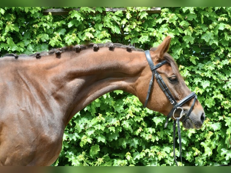 Hannover Giumenta 9 Anni 165 cm Sauro scuro in Würzburg