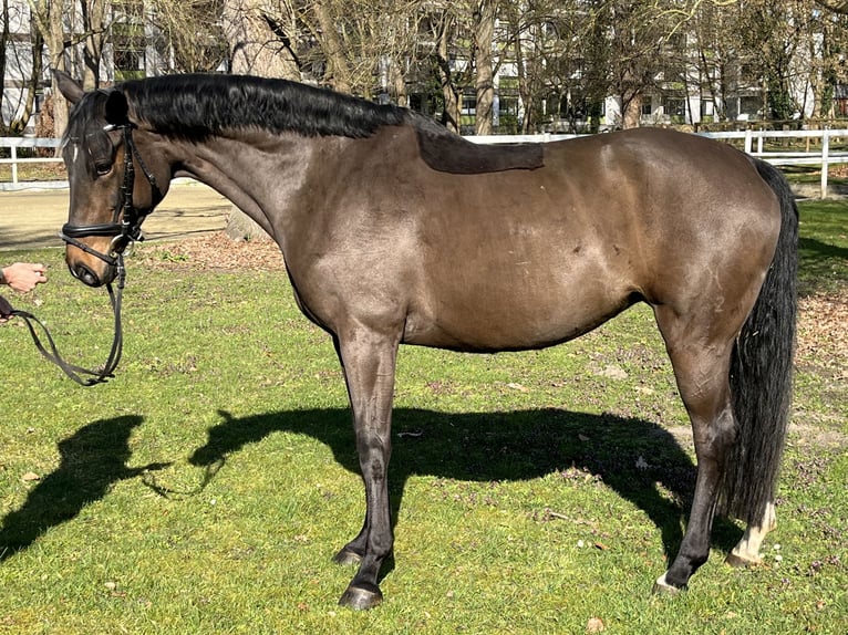 Hannover Giumenta 9 Anni 166 cm Baio scuro in Hamm