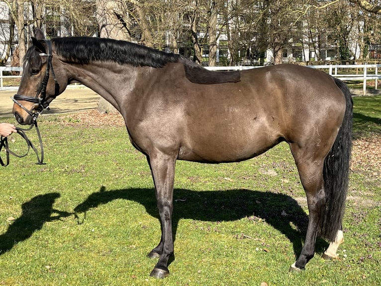 Hannover Giumenta 9 Anni 166 cm Baio scuro in Hamm