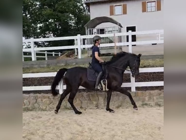Hannover Giumenta 9 Anni 166 cm Morello in Zerf