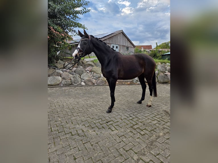 Hannover Giumenta 9 Anni 167 cm Baio in Gnarrenburg