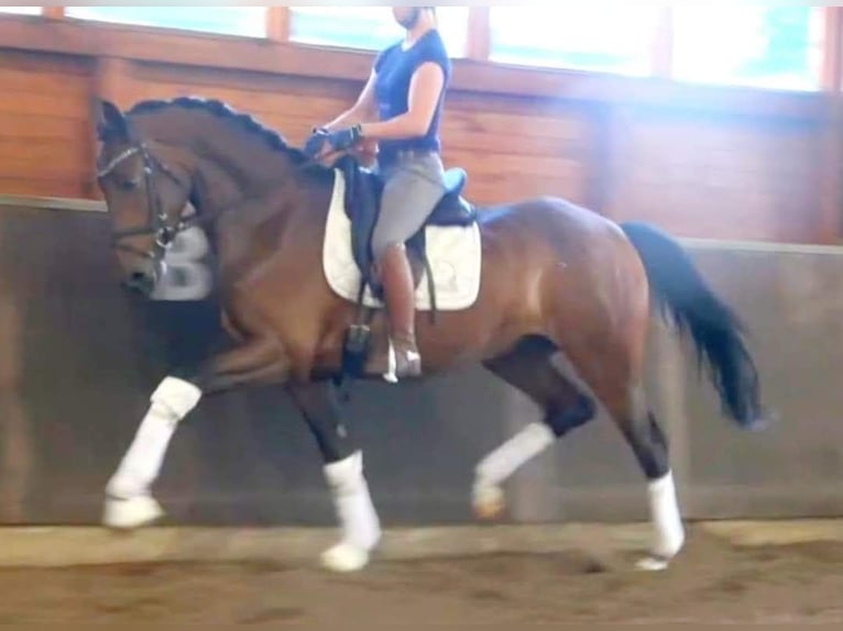 Hannover Giumenta 9 Anni 167 cm Baio in Wolfsbach