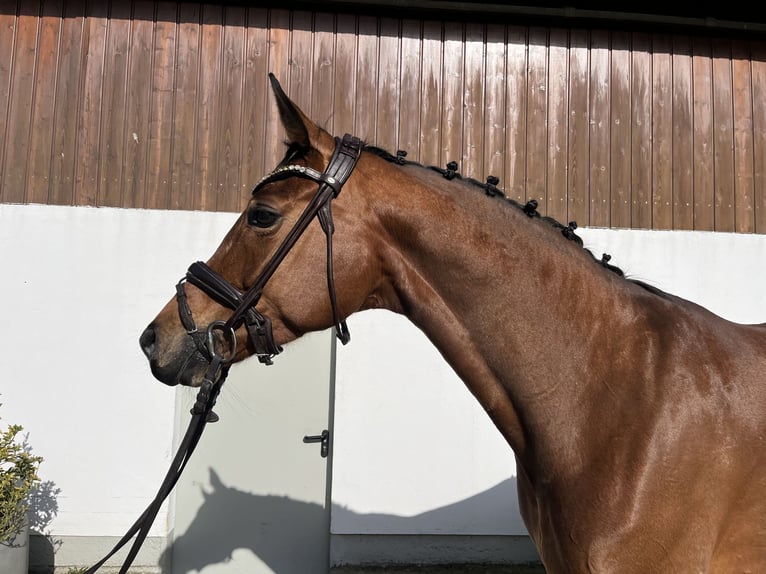 Hannover Giumenta 9 Anni 167 cm Baio in Mettmann