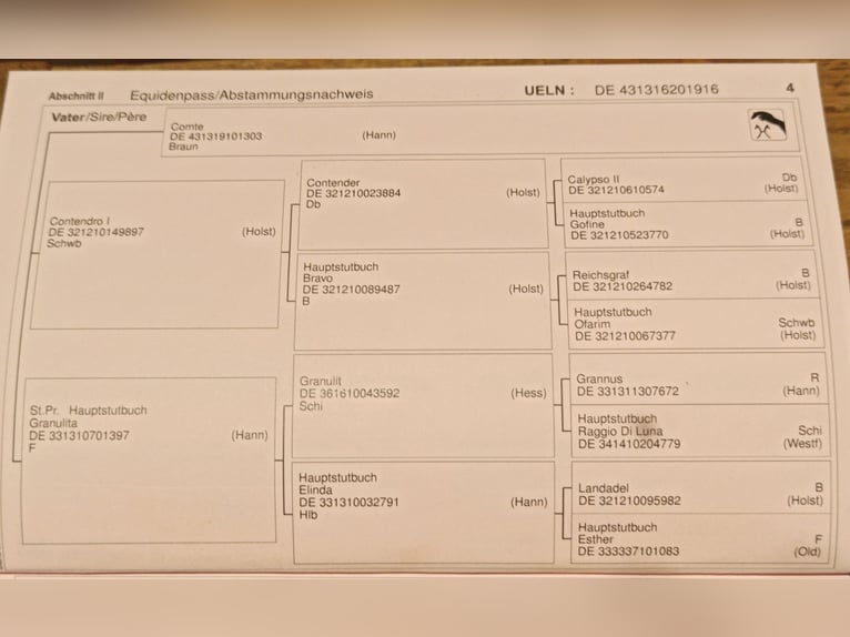 Hannover Giumenta 9 Anni 167 cm Baio in Gleichen