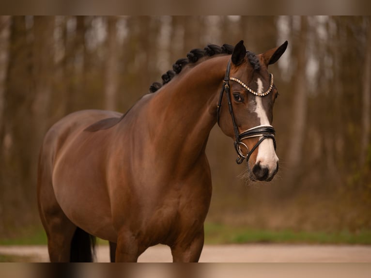 Hannover Giumenta 9 Anni 167 cm Baio scuro in Wehringen