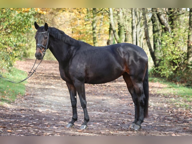 Hannover Giumenta 9 Anni 167 cm Baio scuro in Wuppertal
