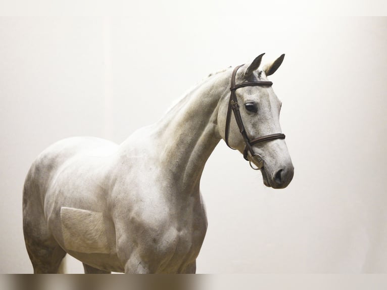 Hannover Giumenta 9 Anni 167 cm in Waddinxveen