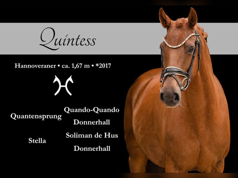 Hannover Giumenta 9 Anni 167 cm Sauro in Wehringen