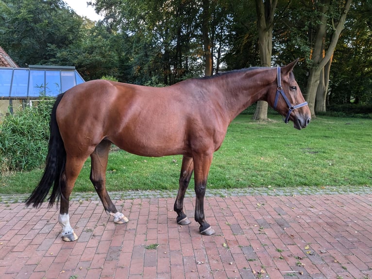 Hannover Giumenta 9 Anni 168 cm Baio in Hagen im Bremischen