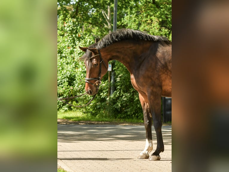 Hannover Giumenta 9 Anni 168 cm Baio in Hittbergen