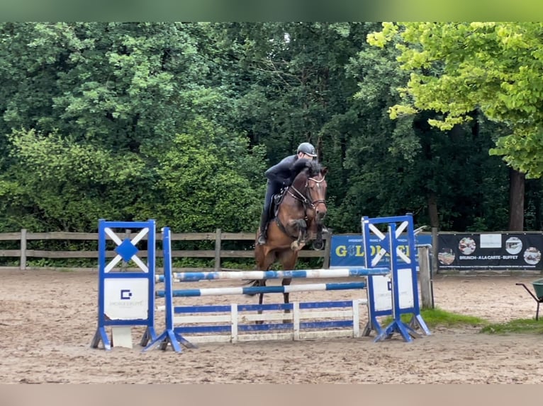 Hannover Giumenta 9 Anni 168 cm Baio in Hittbergen