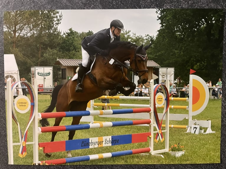 Hannover Giumenta 9 Anni 168 cm Baio in Hittbergen