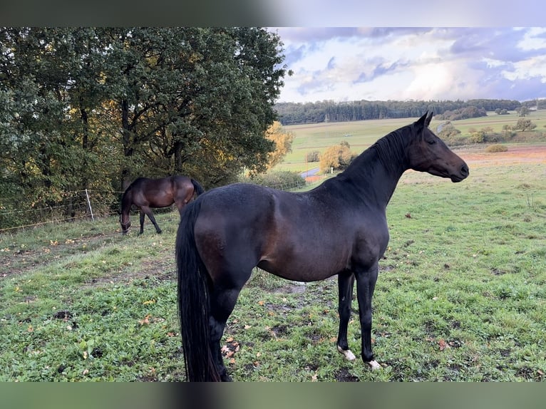Hannover Giumenta 9 Anni 168 cm Baio scuro in Hohenahr