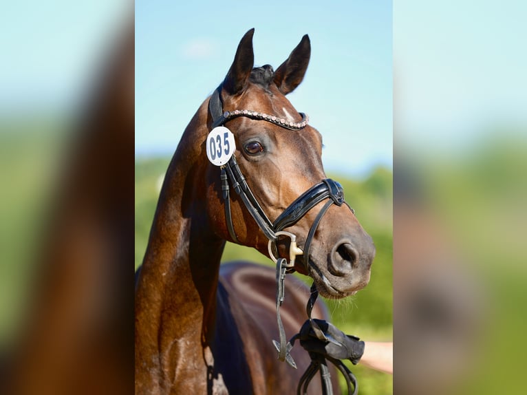 Hannover Giumenta 9 Anni 168 cm Baio scuro in Hohenahr