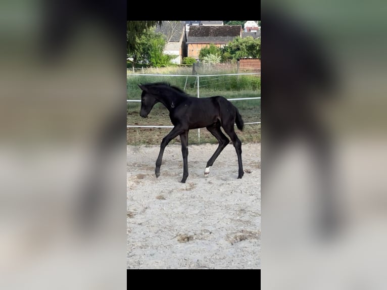Hannover Giumenta 9 Anni 168 cm Baio scuro in Hohenahr